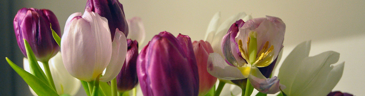 Bos tulpen